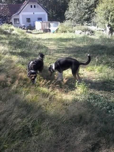 1000084538
